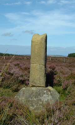 Ann Cross