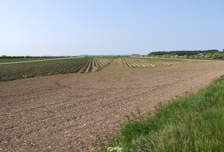 Argham Cursus - Looking north from the minor road to Littlethorpe and High Caythorpe