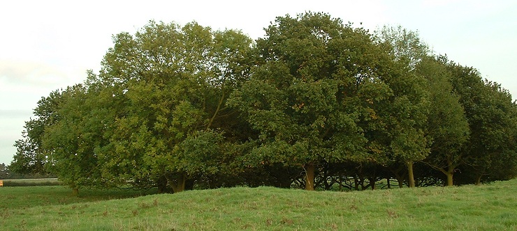 Westwood Common - Bowl Barrow at TA01843954