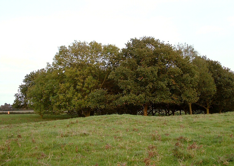 Westwood Common - Bowl Barrow at TA01843954