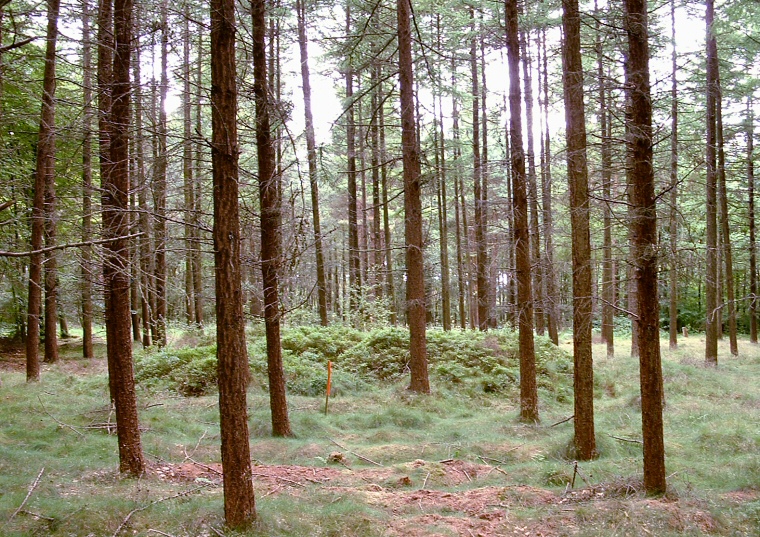 Broxa Forest Iron Age Square Barrow