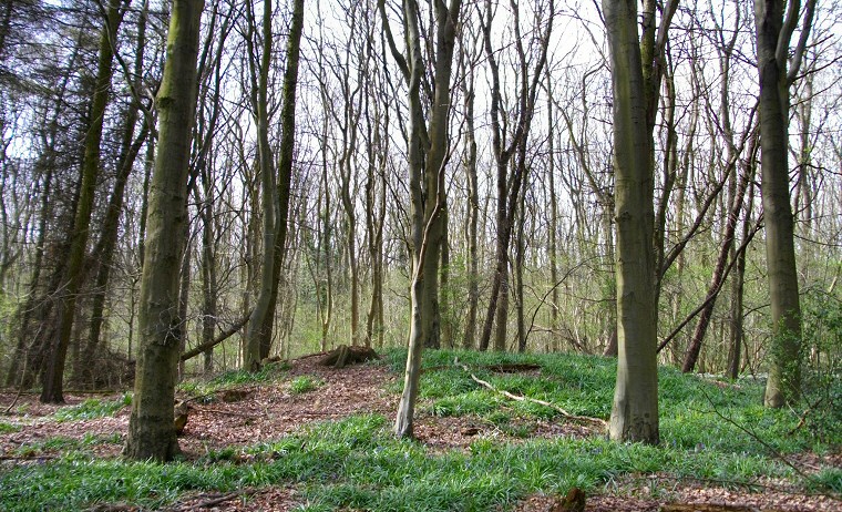 Burwell Woods - northwestern barrow