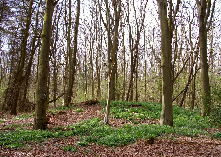 Burwell Woods - northwestern barrow