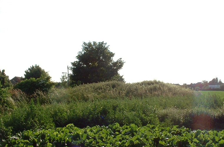 Butt Mound looking west 