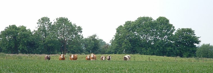 Butterbumps Round Barrows