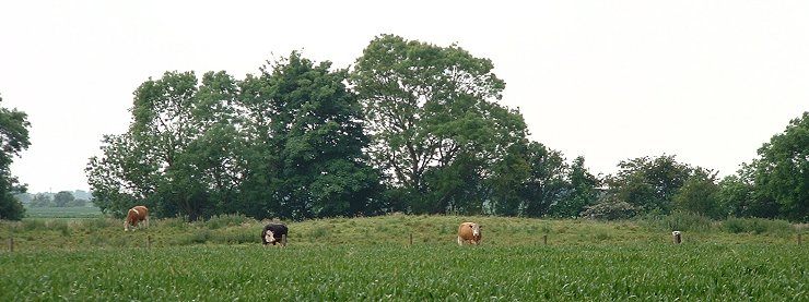 Butterbumps Round Barrows