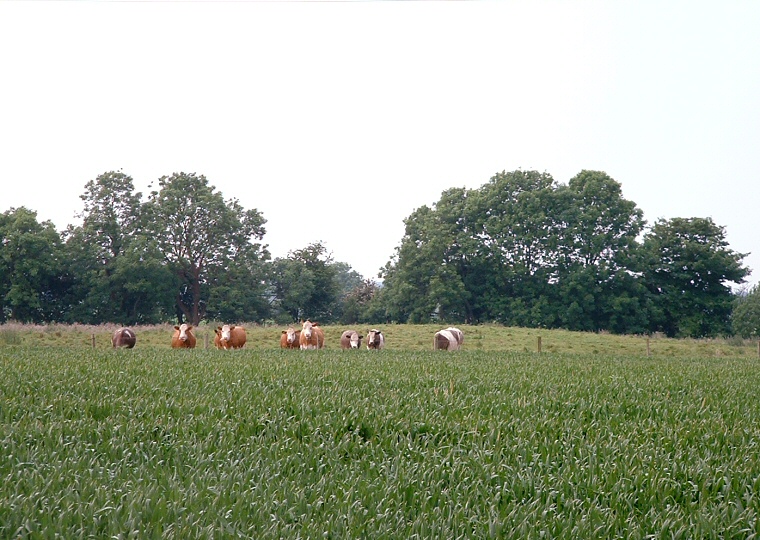 Butterbumps Round Barrows