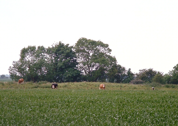 Butterbumps Round Barrows