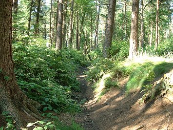 Dargate Dikes Earthwork