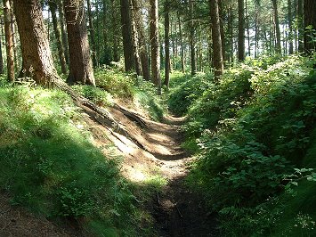 Dargate Dikes Earthwork