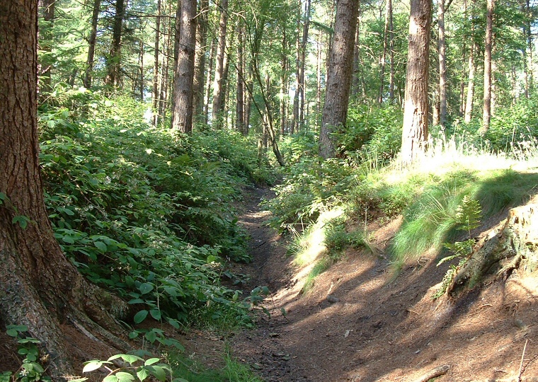 Dargate Dikes Earthwork