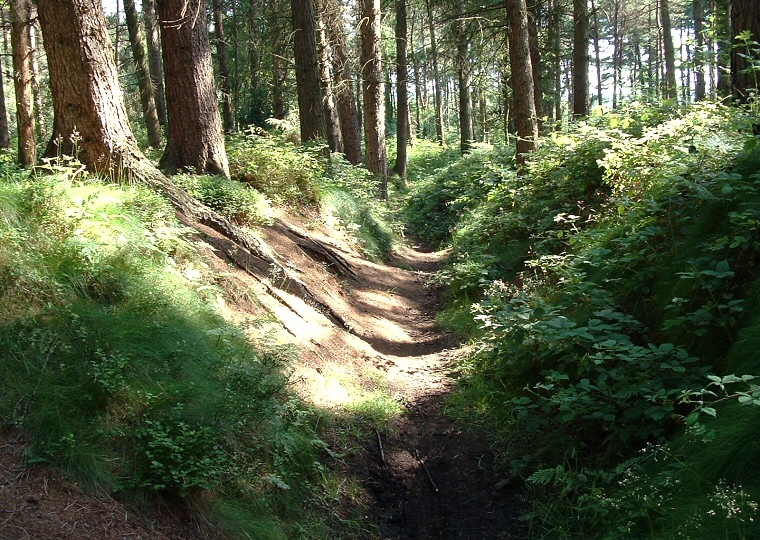 Dargate Dikes Earthwork