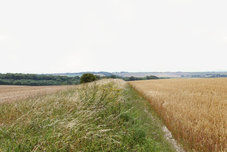 Looking southwest along the Pentridge Cursus