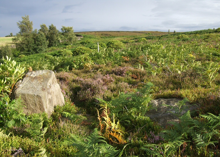 Ewden Beck looking south through the northern entrance