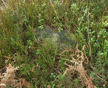 Eyam II stone