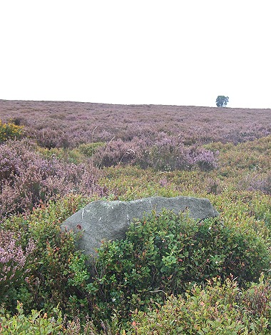 Eyam Moor III
