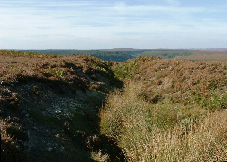 View looking north along a section of Gallows Dike.
