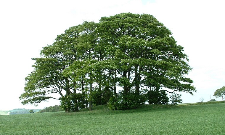 Garrowby Wold round barrow