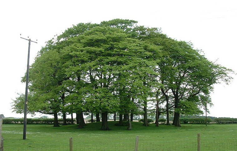 Garrowby Wold round barrow