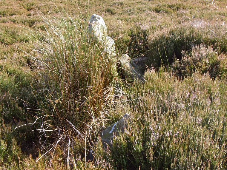 Gibbet Moor standing stones