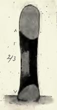 Section through the holed stone