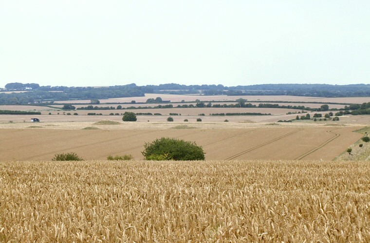 Oakley Down Barrow Cemetery - view from Ackling Dyke