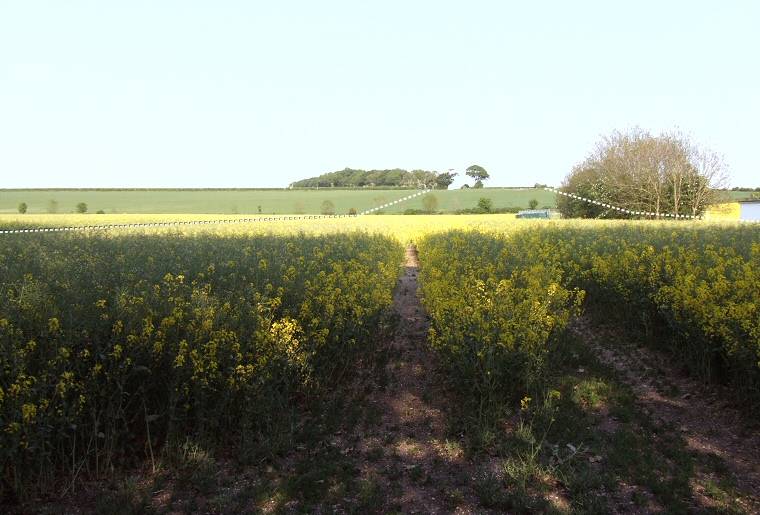 Looking eastwards along Cursus C