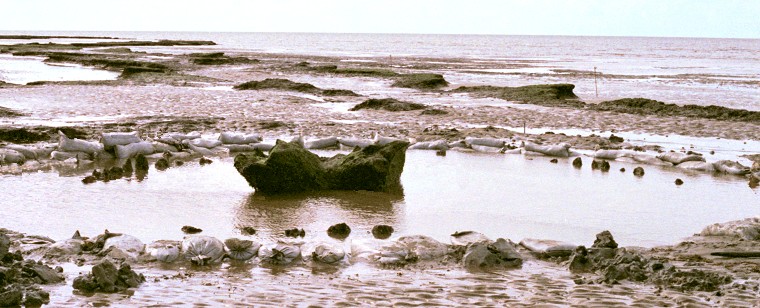 Seahenge - June 1999