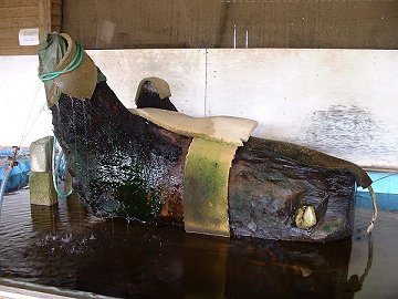 Seahenge Trunk at Flag Fen