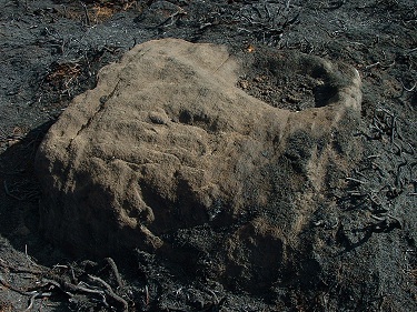 Snowden Carr Rock