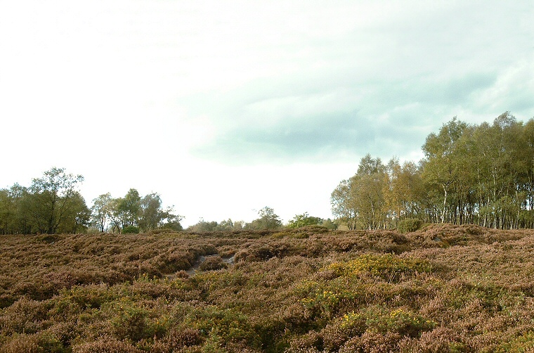 Stanton Moor Central - Looking West