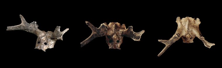 Star Carr antler headdresses