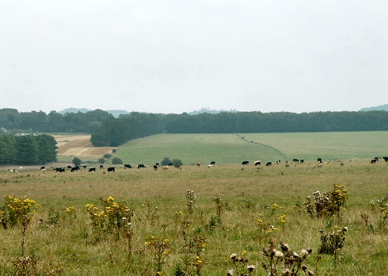 Stonehenge Cursus - Looking East