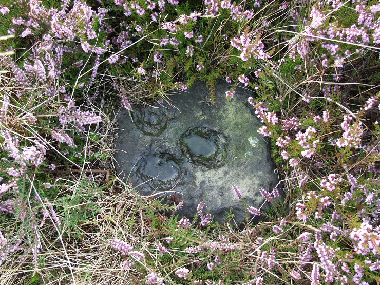 brow Moor stone 2y
