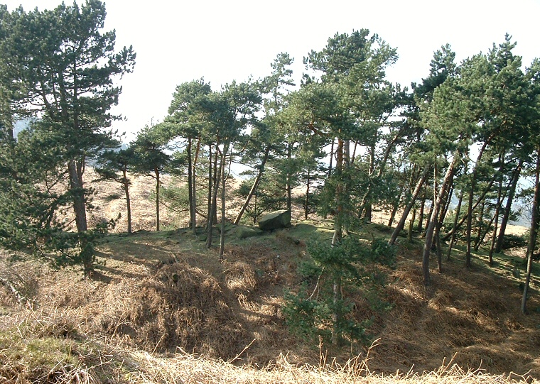 View looking across to Willy Hall's Wood stone